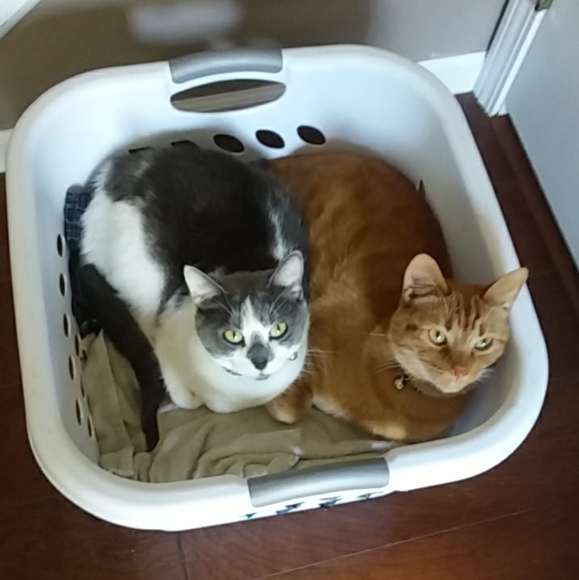 Meet your Posher, Mikalynn - Picture 3 of 4